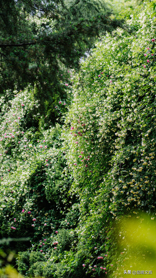 盘龙绝美出片地曝光！网友：被美迷糊了