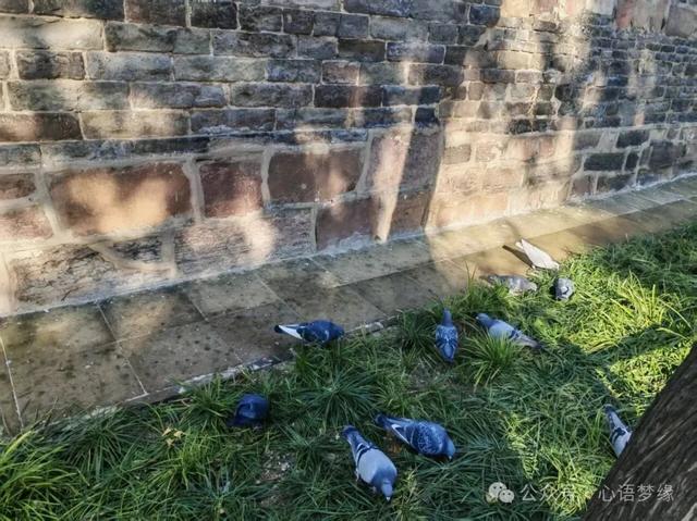 白马寺的鸽子,呈现世间生灵最好的模样