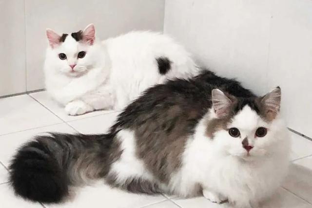 全世界100个宠物猫品种大赏！