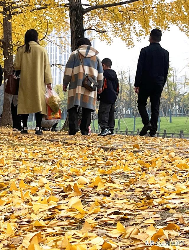 成都2公里长的银杏长廊，超级壮观，美爆了！地铁公交车可达！