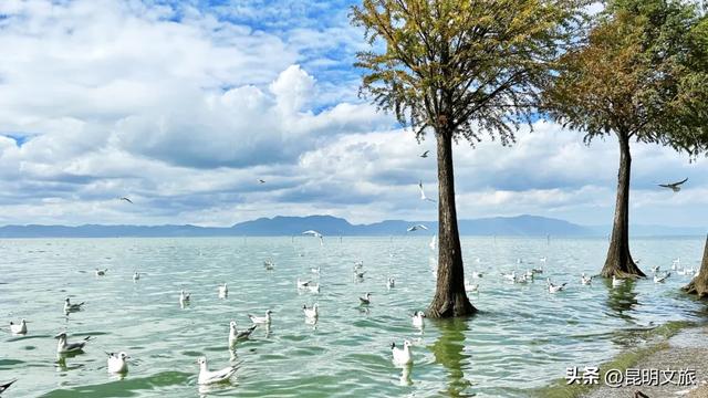 “红”爆！是谁还没有Get昆明的冬天？你知道12月的滇池有多绝？周末冲~