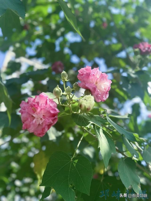 聆听邛崃丨一城芙蓉色，“醉美”是邛崃