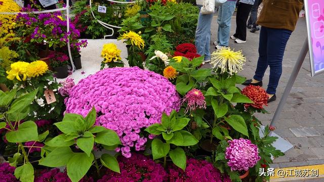 秋韵菊香、沙湖寻美—— 沙湖公园武汉第42届菊花展掠影