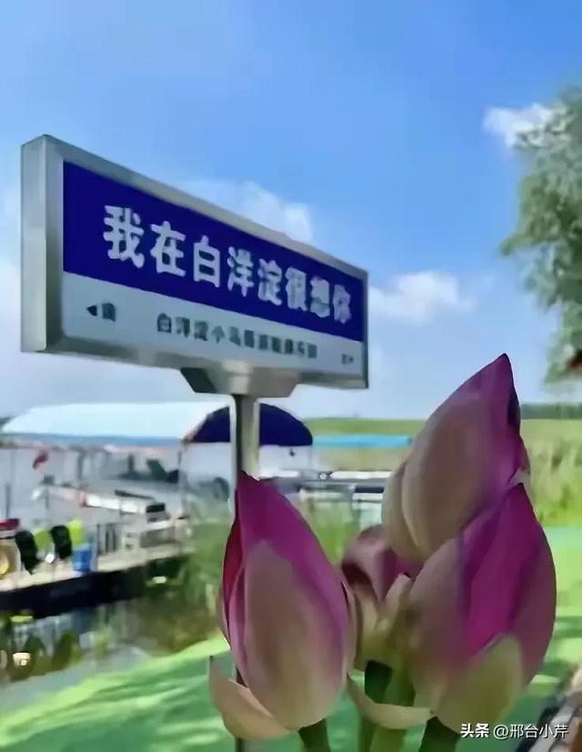 白洋淀后悔了,开始整治,其他文旅城市需要重视,及早预防才好