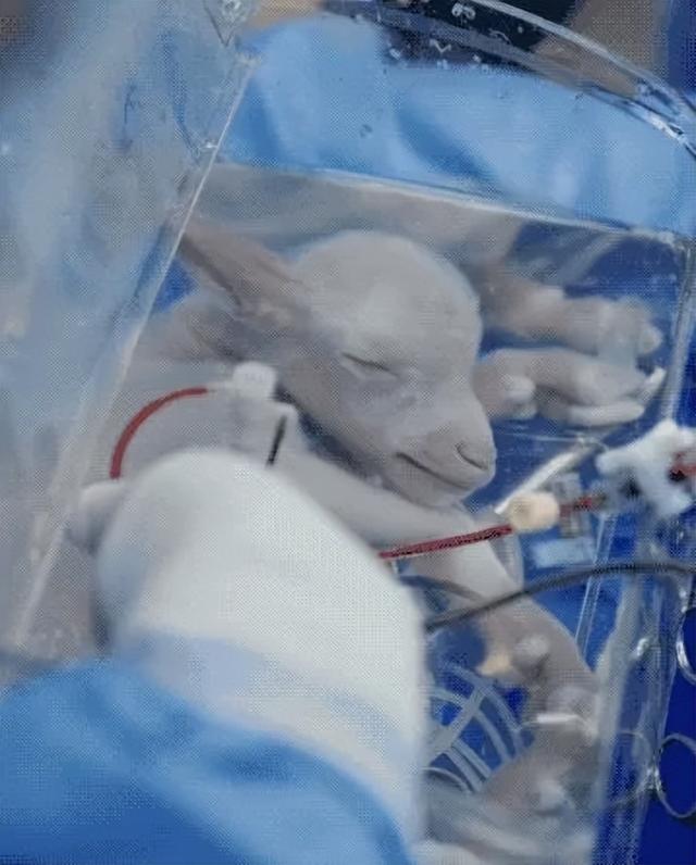 日本“妻子机器人”迅速售空，与人造子宫结合或淘汰女性？太离谱