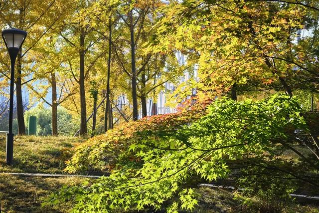 在顺义这些宝藏公园邂逅斑斓秋景——