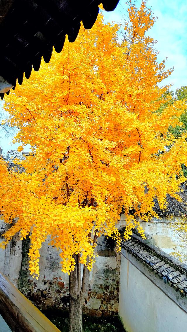 惠山古镇丨满地尽是🍂黄金甲