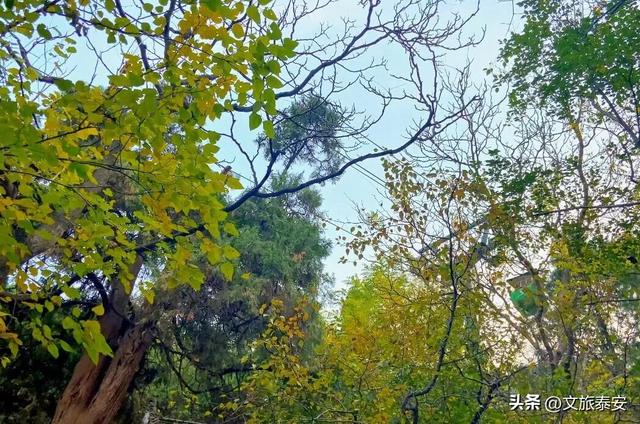 重阳至，来看泰安“登高”全攻略！