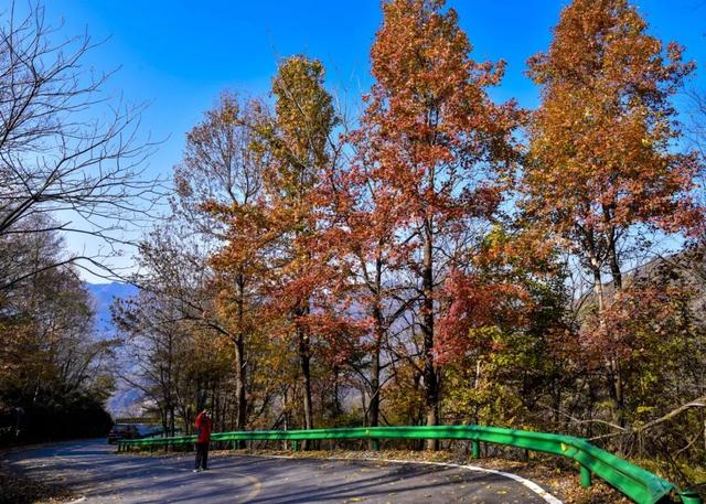 跟着赛事游随县丨大洪山顶级赏秋地更新！银杏最佳观赏期已到！