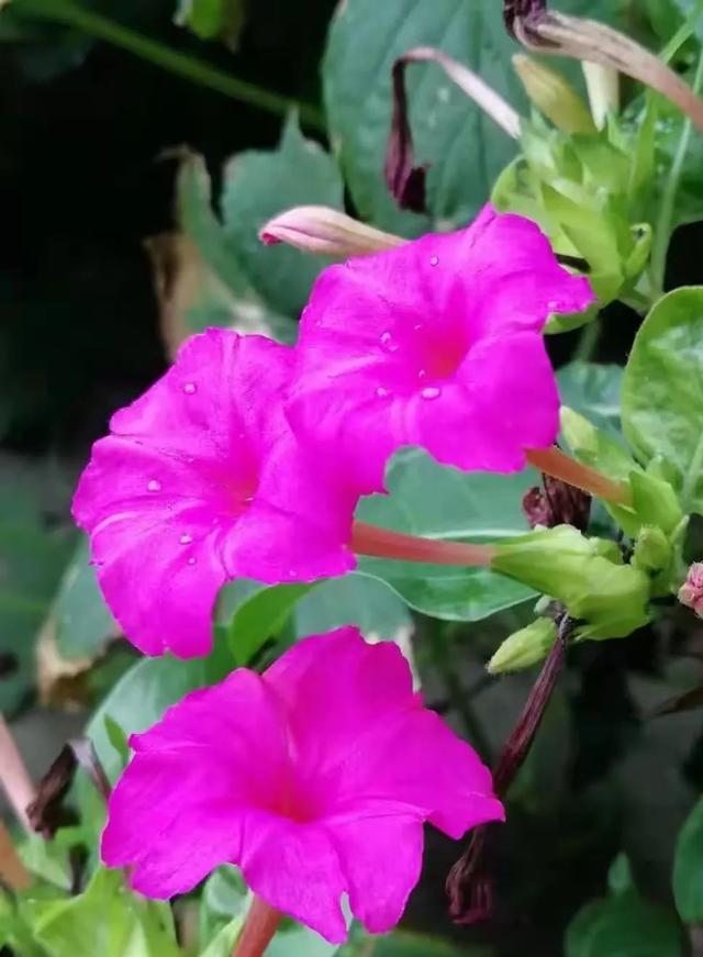 寻美薛城丨紫茉莉花开！“该吃晚饭啦” 呼唤从童年来到耳畔！