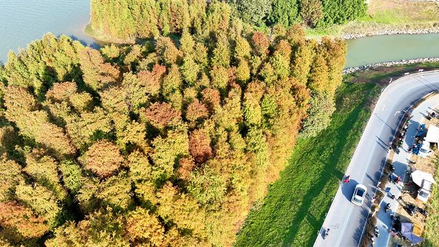 图集 | 顺德伦教乌洲水闸落羽杉与你共享冬日浪漫