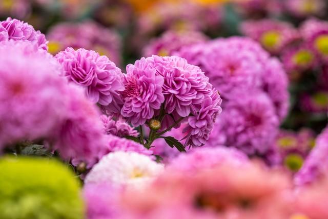 散文：采一朵金石山的菊，看一场山顶的风景