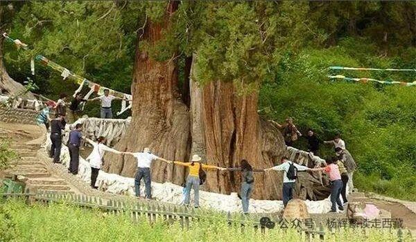 林芝，有一棵大柏树还有一株大桑树，风景迷人