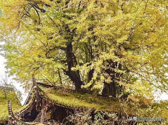 成都这5大千年银杏，超级惊艳，其中一株相传是杨贵妃种植！