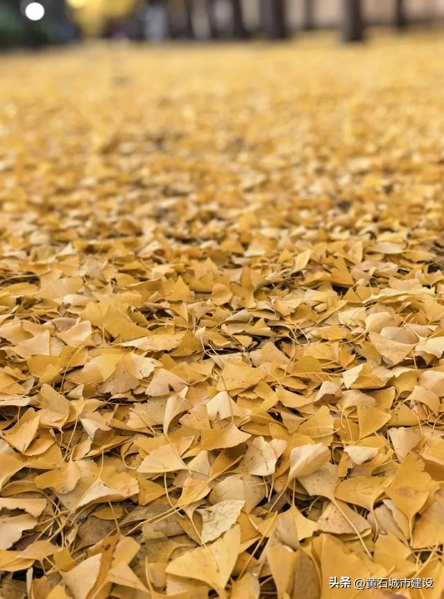 此刻 黄石下起黄金雨！