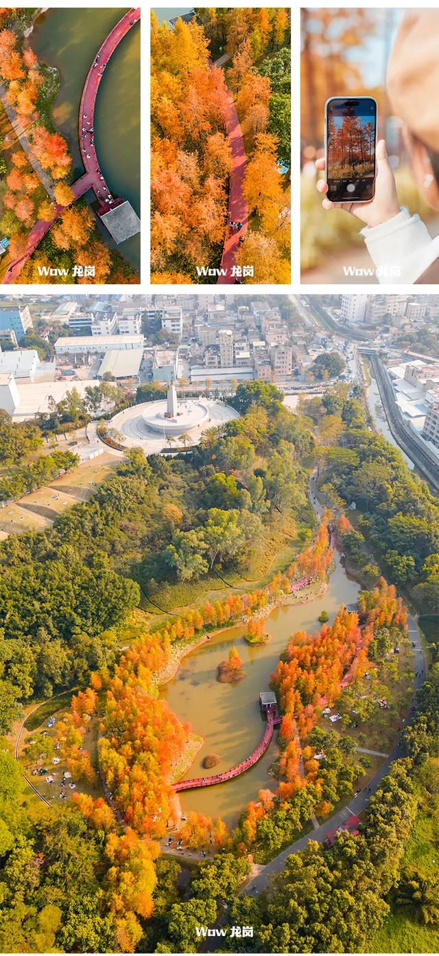 红了!龙岗落羽杉进入最佳观赏期!最全打卡攻略→