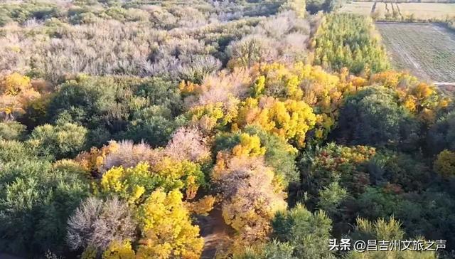 暑期研学游昌吉丨用脚步丈量历史，在红砖绿荫间唤醒热血记忆