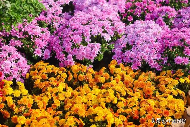 光谷菊展今起在鸡公山公园举行,各色“顶流”争奇斗艳等你打卡,持续至11月30日