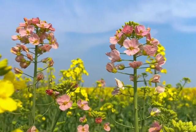 “花”样真多！襄阳宝藏赏花地公布！