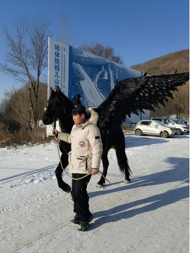 冲鸭！哈尔滨帽儿山滑雪+雪地撸驼骑马全攻略