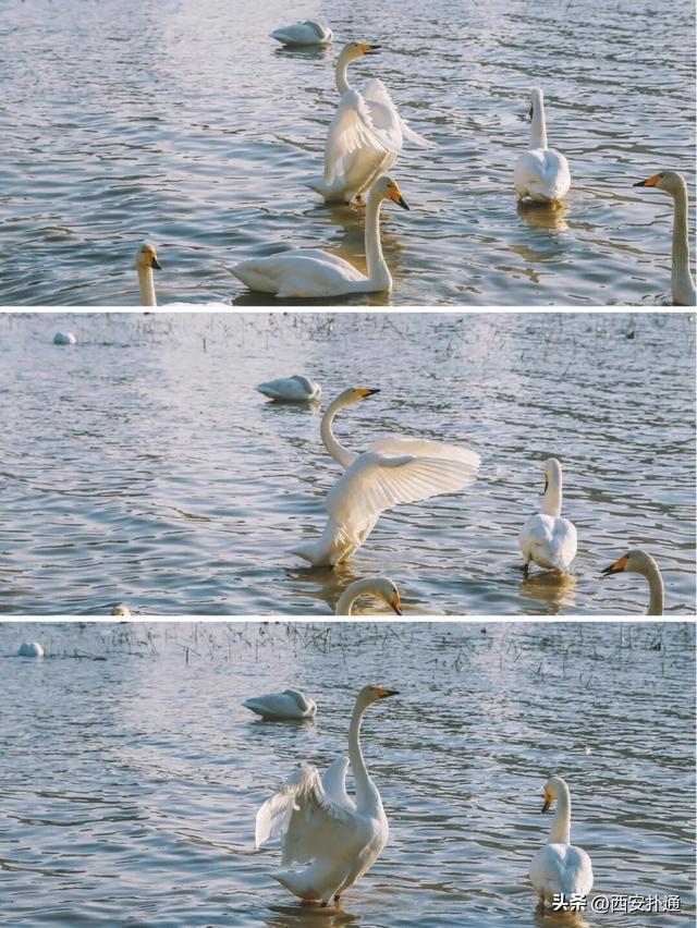 西安出发当日往返，天鹅湖游玩全攻略！