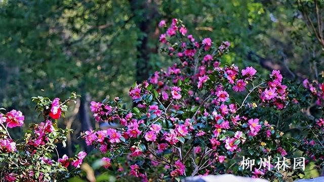 柳州市雀儿山公园茶梅盛放