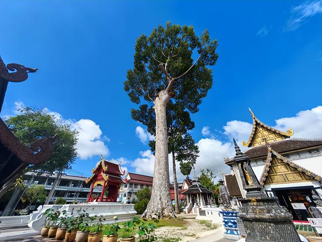 泰国旅游：从塔佩门到清迈古城半日行（图）