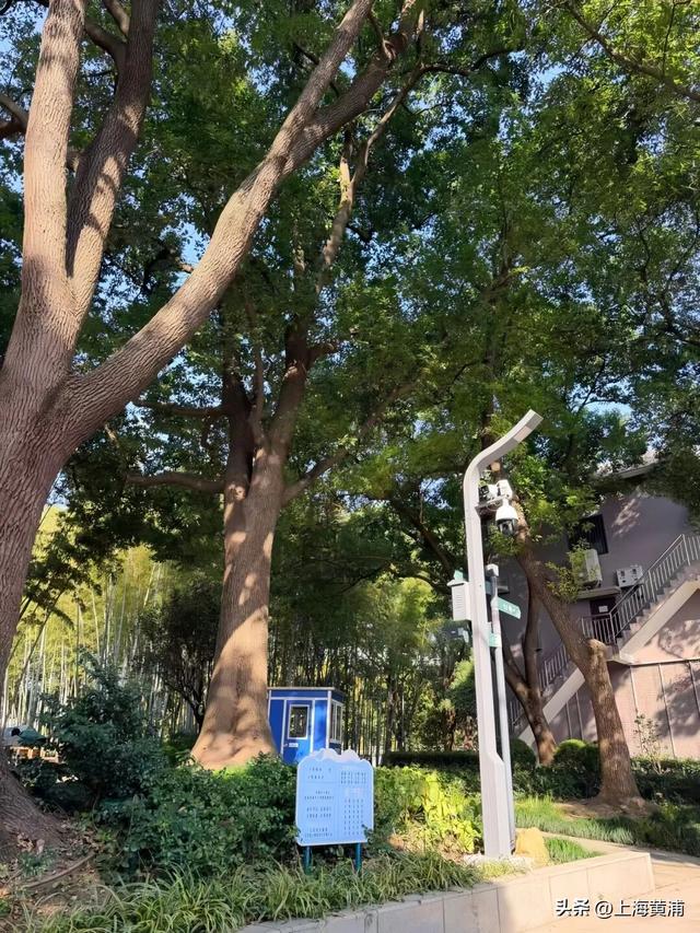 紧临外滩、豫园！居民游客都来打卡这片24小时不打烊的“森空间”：实在太美了！