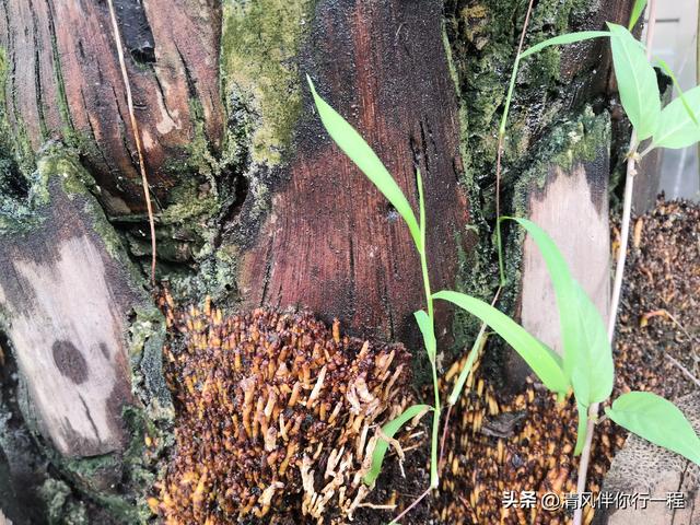 广州南沙温暖湿润，一棵树上有九种植物寄生，格局真大