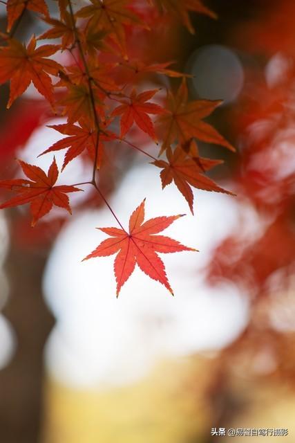 香山红叶摄影进阶：必须掌握这6个实战技巧，张张出大片成顶流