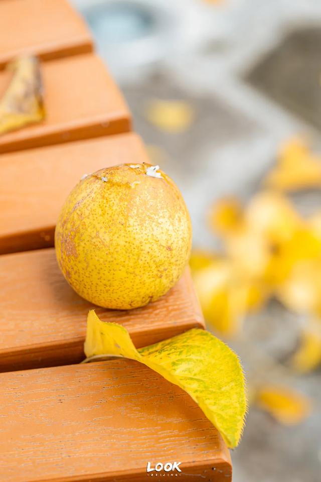 北京最新秋日打卡地 · 再看要等明年