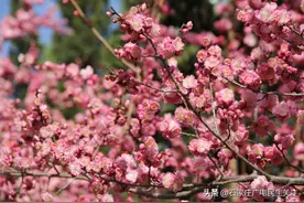 石家庄市城区道路沿线赏花地图图片