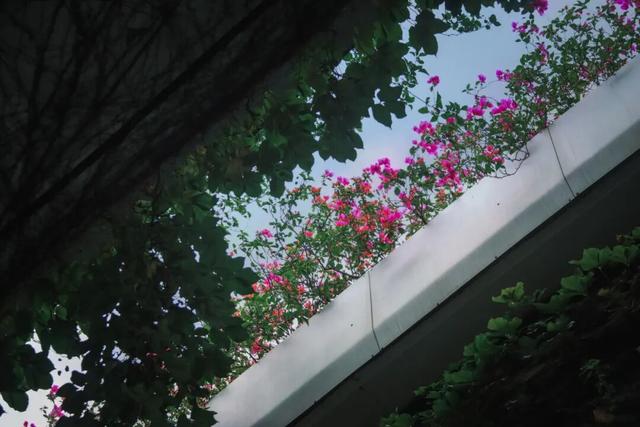 在丰泽，抬头撞见的美好......