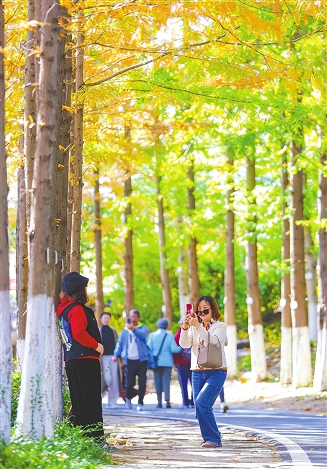 杉色醉人！青岛世博园水杉林迎来最佳观赏期