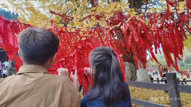 初冬“杏”韵：邂逅贵州的金色浪漫