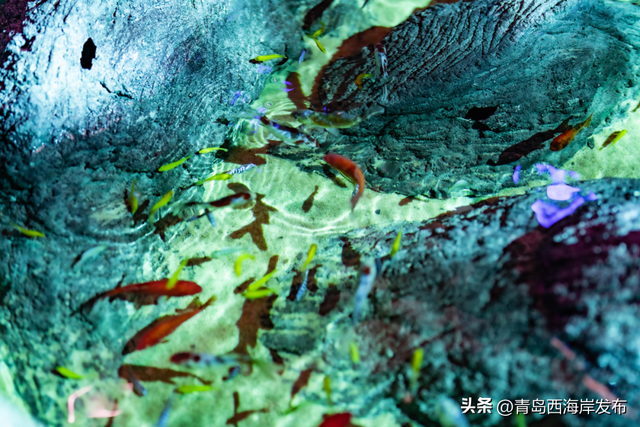 不是吧，西海岸遛娃还能这么酷！免费送票→