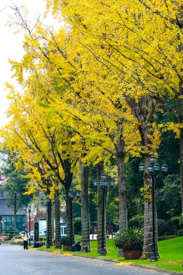 好看!好拍!郫都银杏打卡攻略→