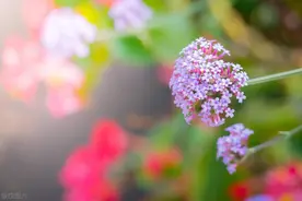 福建上调2024年企退和灵活就业退休人员死亡待遇，涨幅全国倒数图片