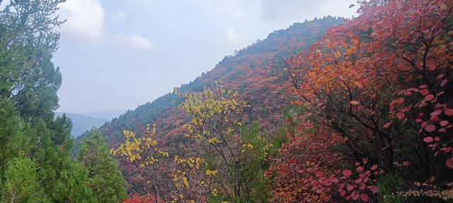 骊山红叶似火 车辆行人如织