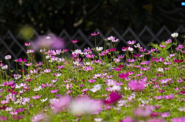 “你怎么知道王嘉尔来我家门口啦？”