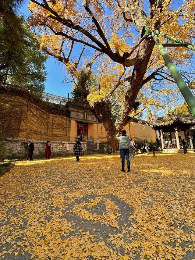 江苏“洪武银杏”变黄了，650年没结过果，但43年前却结出7粒白果