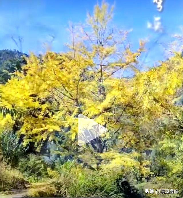 九峰大廊古银杏：岁月的金黄絮语