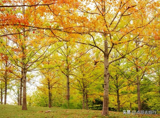成都市区4大枫叶观赏地，彩林超惊艳，都不要门票，公交车可达！