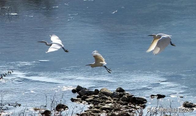 【图说康县】雪羽翩然处，皆是故乡音
