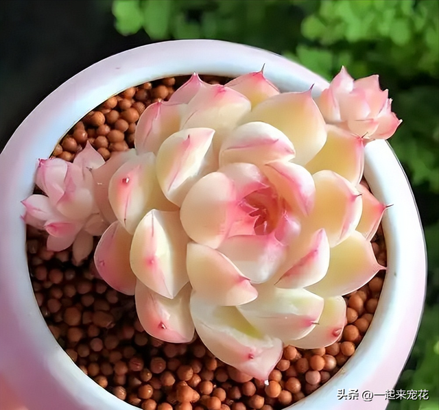 适合阳台种植的6种漂亮花，好养好看上档次，新手也能养爆盆