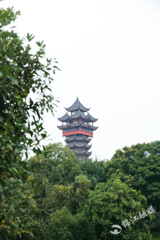 今年的桂花和雨都来得太突然了！好香~~