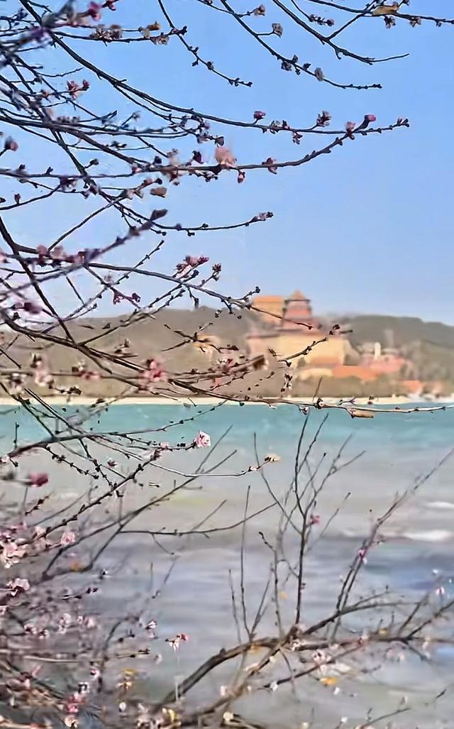 颐和园山桃花 逆寒潮绽放 罕见“血色冬花”