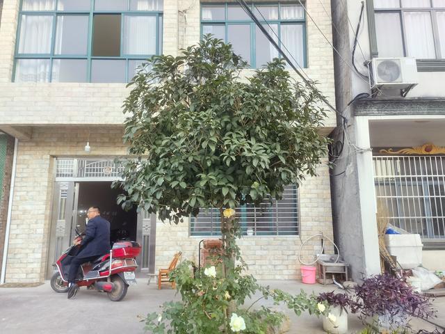 表弟严少军在乡村慢生活中的独特之处值得肯定和推广