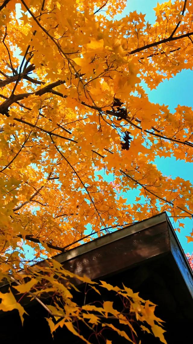 18公里步道免费开放！西五环边的这个公园迎来最佳观赏期——