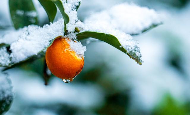 今日小雪，老话说就怕“小雪一日晴”，为啥怕晴天，天晴有啥预兆